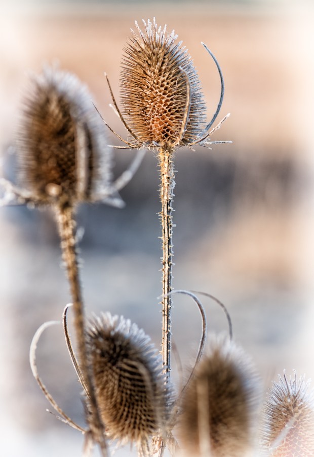 teasel-processed-_