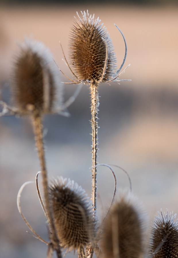 teasel-unprocessed
