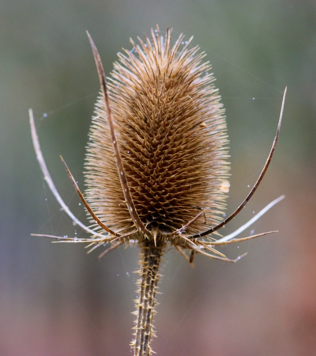 thistle-_