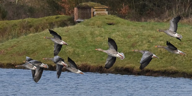 greylag-geese-1-2