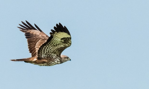 Common buzzard finished.-1