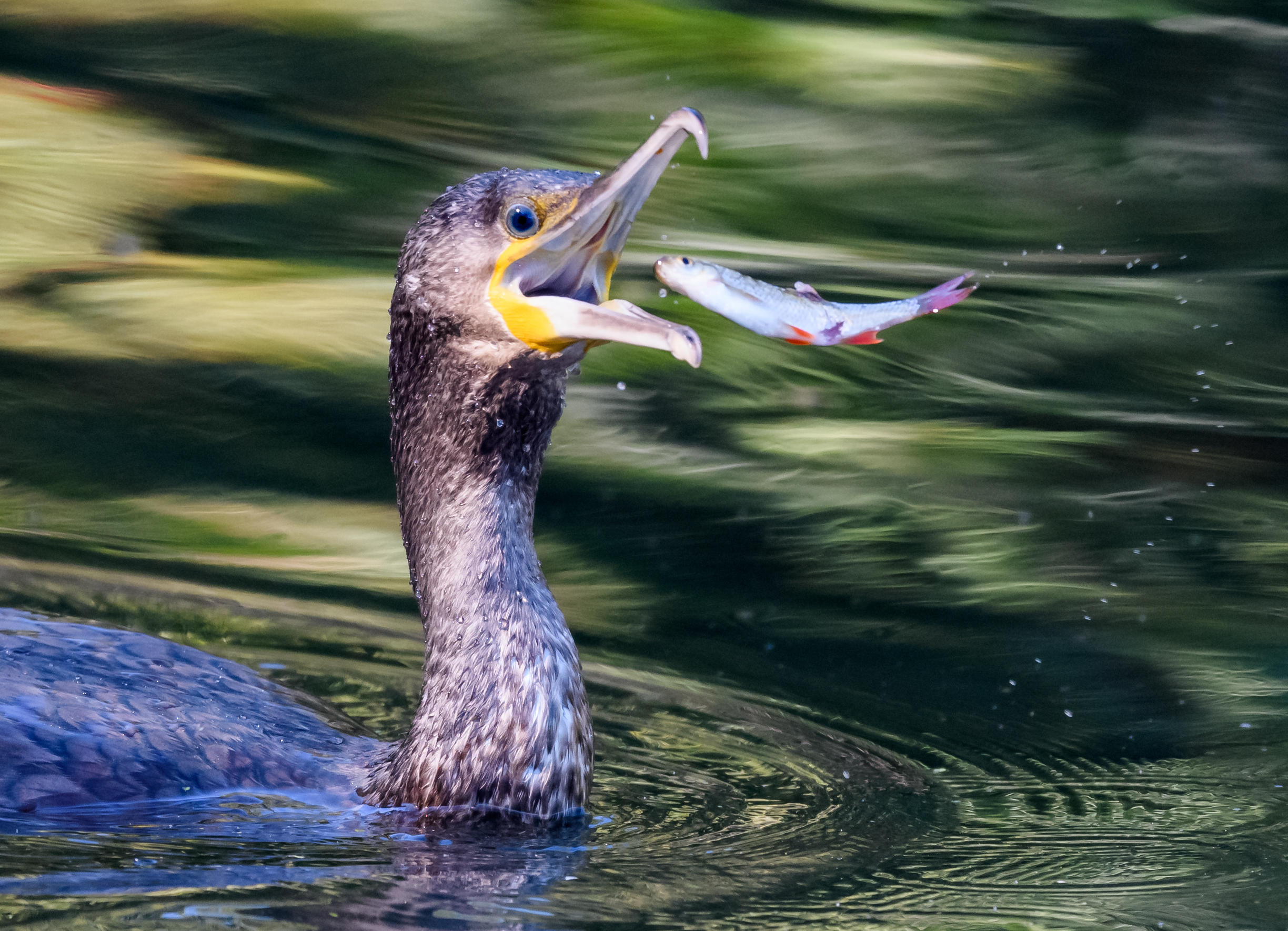 Cormorant catching fish-1